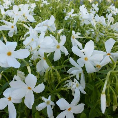 Phlox stolonifera 'Alba' - Phlox stolonifera 'Alba'