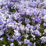 Phlox stolonifera 'Blue Ridge' - 