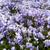 Phlox stolonifera 'Blue Ridge'