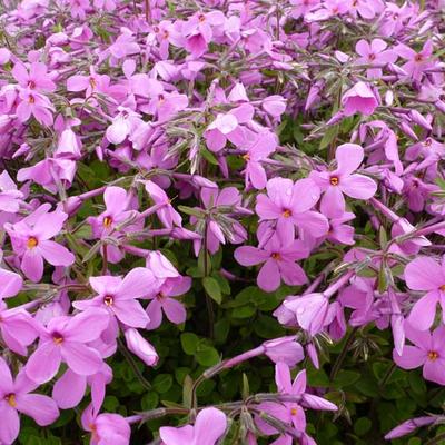 Phlox stolonifera 'Home Fires' - Phlox stolonifera 'Home Fires'