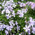 Phlox subulata 'Benita'