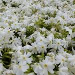 Phlox subulata 'Calvides White' - 