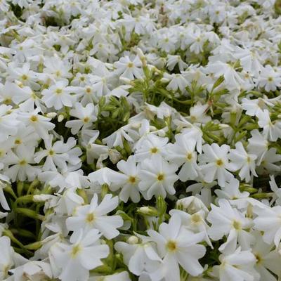 Phlox subulata 'Calvides White' - 