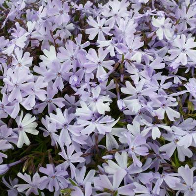 Phlox subulata 'Emerald Cushion Blue' - Phlox subulata 'Emerald Cushion Blue'