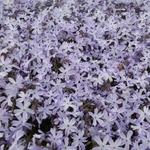 Phlox subulata 'G.F. Wilson' - 