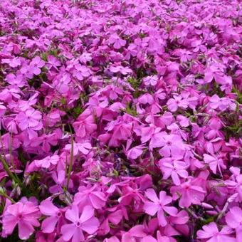 Phlox subulata 'McDaniel's Cushion'