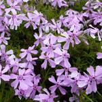 Phlox subulata 'Moerheimii'  - 