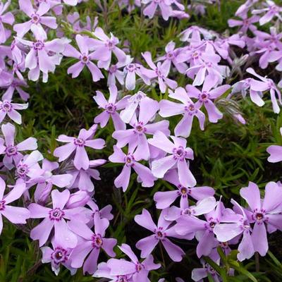 Phlox subulata 'Moerheimii'  - Phlox subulata 'Moerheimii' 