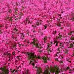 Phlox subulata 'Scarlet Flame' - 