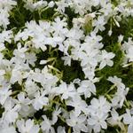 Phlox subulata 'White Delight'