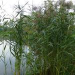 Roseau commun - Phragmites australis