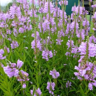 Physostegia virginiana 'Bouquet Rose'