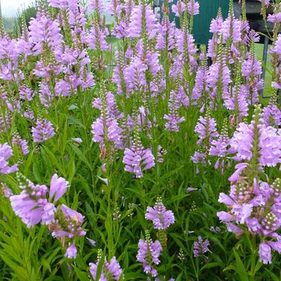 Physostegia virginiana 'Bouquet Rose' - 