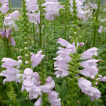 Physostegia virginiana 'Galadriel' - 