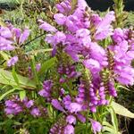 Physostegia virginiana 'Red Beauty' - 