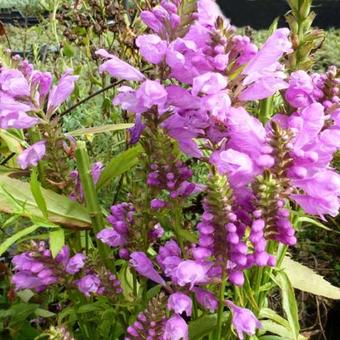 Physostegia virginiana 'Red Beauty'