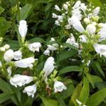 Physostegia virginiana 'Summer Snow' - 