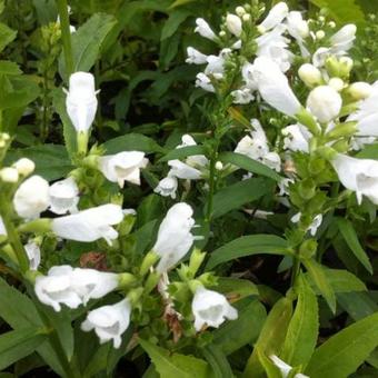 Physostegia virginiana 'Summer Snow'