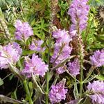 Physostegia virginiana 'Variegata' - 