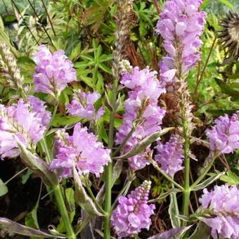 Physostegia virginiana 'Variegata'