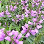 Physostegia virginiana 'Vivid' - Physostegia virginiana 'Vivid'