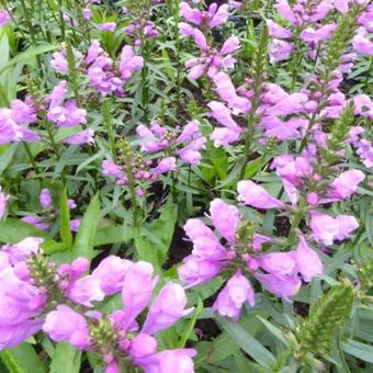 Physostegia virginiana 'Vivid'