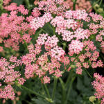 Pimpinella major 'Rosea' - Pimpinella major 'Rosea'