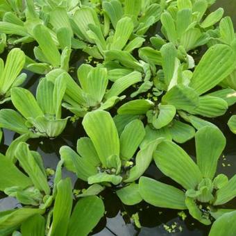 Pistia stratiotes