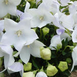 Platycodon grandiflorus 'FUJI White' - Platycodon grandiflorus 'Fuji White'