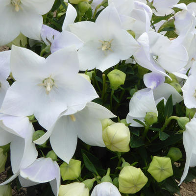 Platycodon grandiflorus 'FUJI White'