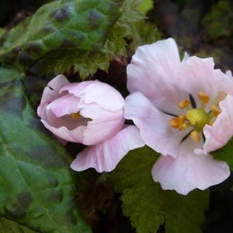 Podophyllum hexandrum