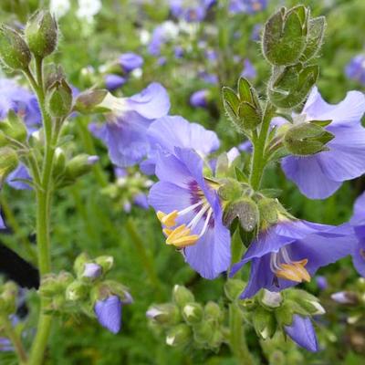 Polemonium caeruleum - Polémoine bleue