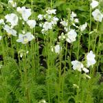 Polemonium caeruleum 'Album' - 