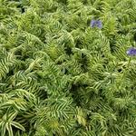 Polemonium caeruleum 'Brise d'Anjou' - Polemonium caeruleum 'Brise d'Anjou'