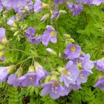 Polemonium caeruleum 'Lambrook Mauve' - 