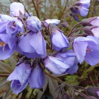 Polemonium yezoense 'Heaven Scent'