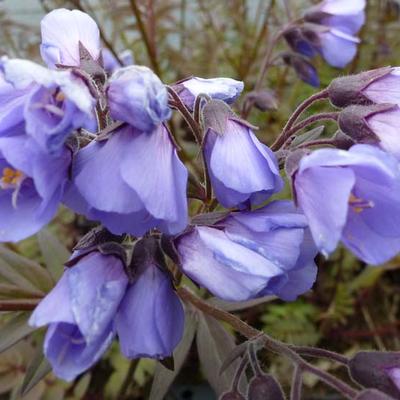 Polemonium yezoense 'Heaven Scent' - Polemonium yezoense 'Heaven Scent'