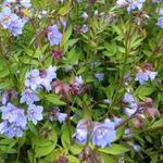 Polemonium reptans 'Blue Pearl' - 