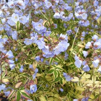 Polemonium reptans 'Stairway to Heaven'