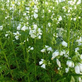 Polemonium yezoense var. hidakanum 'Halfway to Paradise'