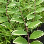 Polygonatum falcatum 'Variegatum' - 