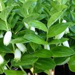 Polygonatum humile - 