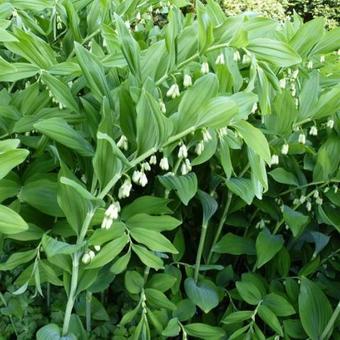 Polygonatum multiflorum