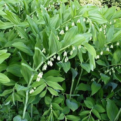 Polygonatum multiflorum  - Sceau de Salomon multiflore