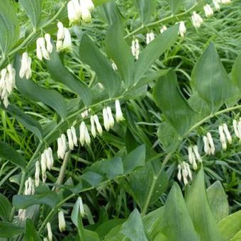 Polygonatum odoratum