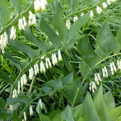 Polygonatum odoratum - Echtes Salomonssiegel