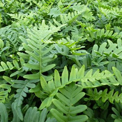 Polypodium vulgare - Gewöhnlicher Tüpfelfarn