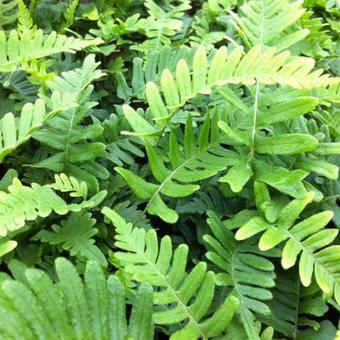 Polypodium vulgare 'Bifido Multifidum'