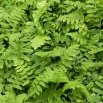 Polystichum acrostichoides - 