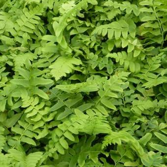 Polystichum acrostichoides